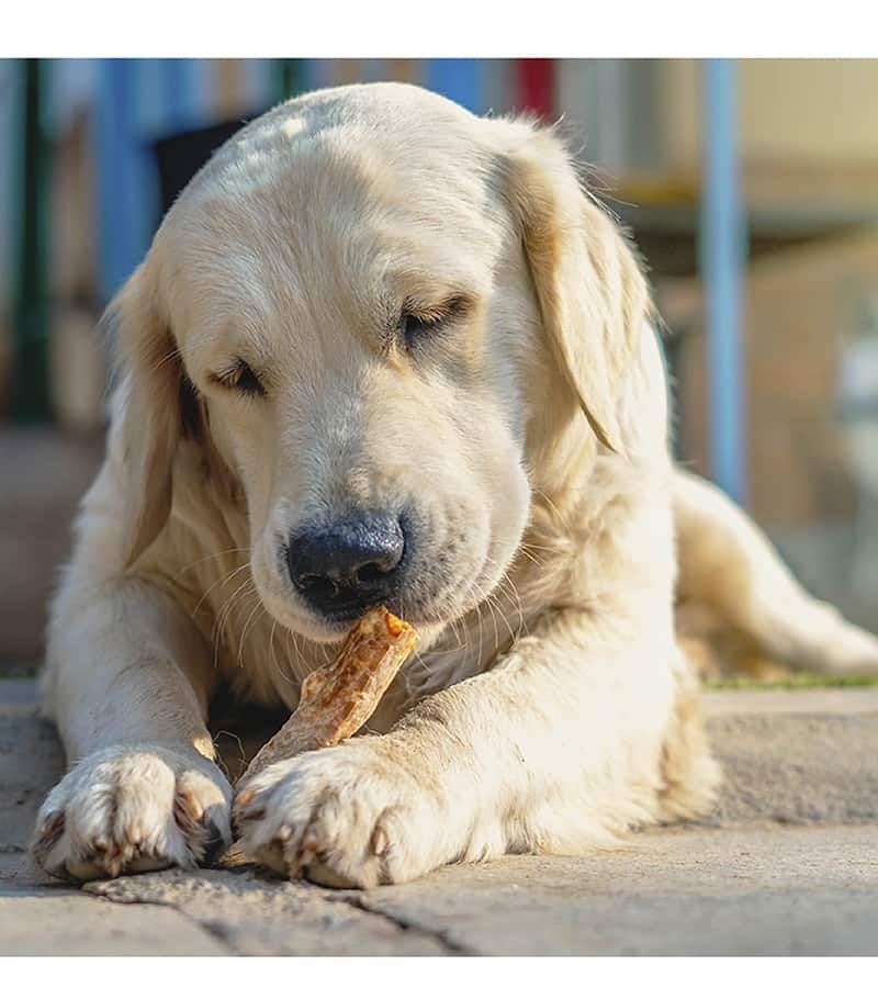 Healthy Teeth, Happy Pup: Why Dental Treats Matter