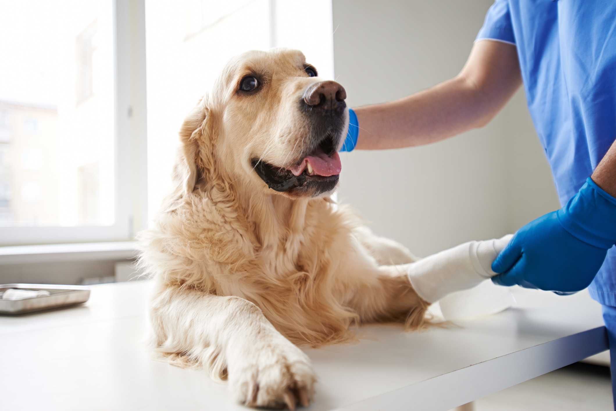 Caring for Your Dog: Best Treatments for Joint Pain