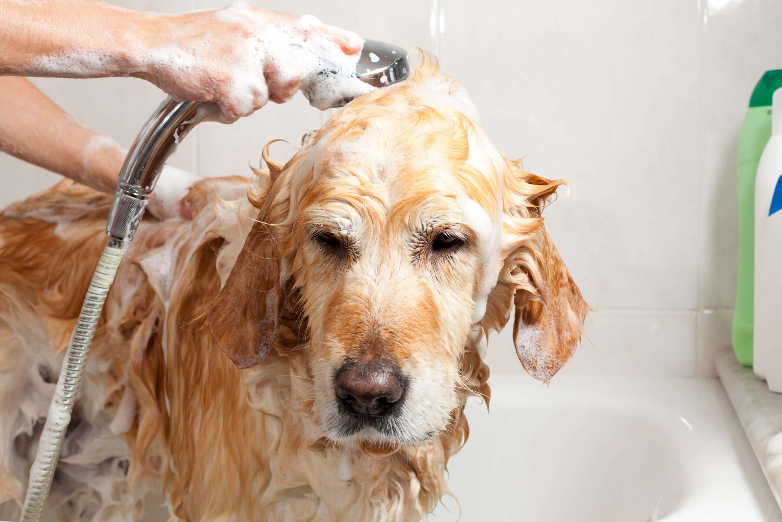Healthy Skin, Happy Pup: Essential Dog Skin Care Treatments